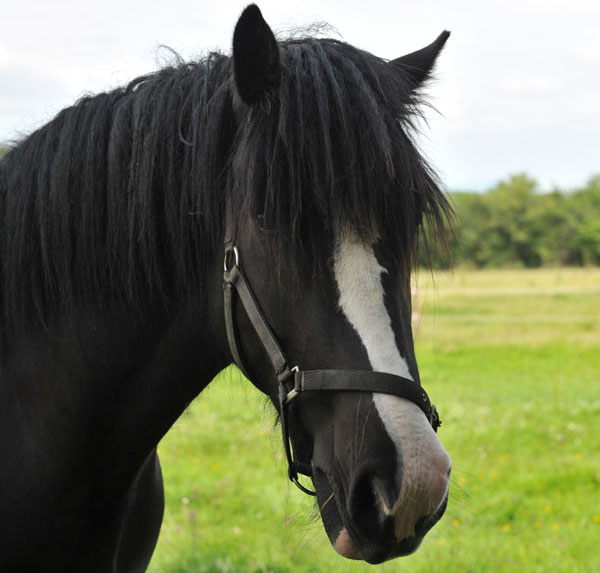 horse camps cork