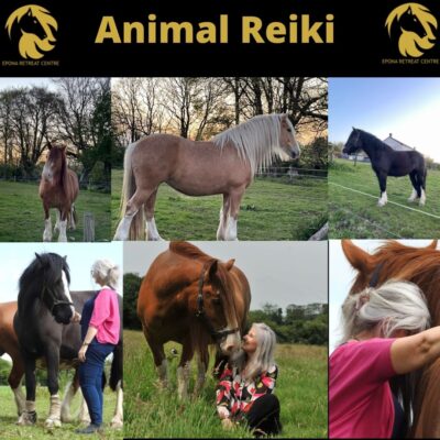 animal reiki